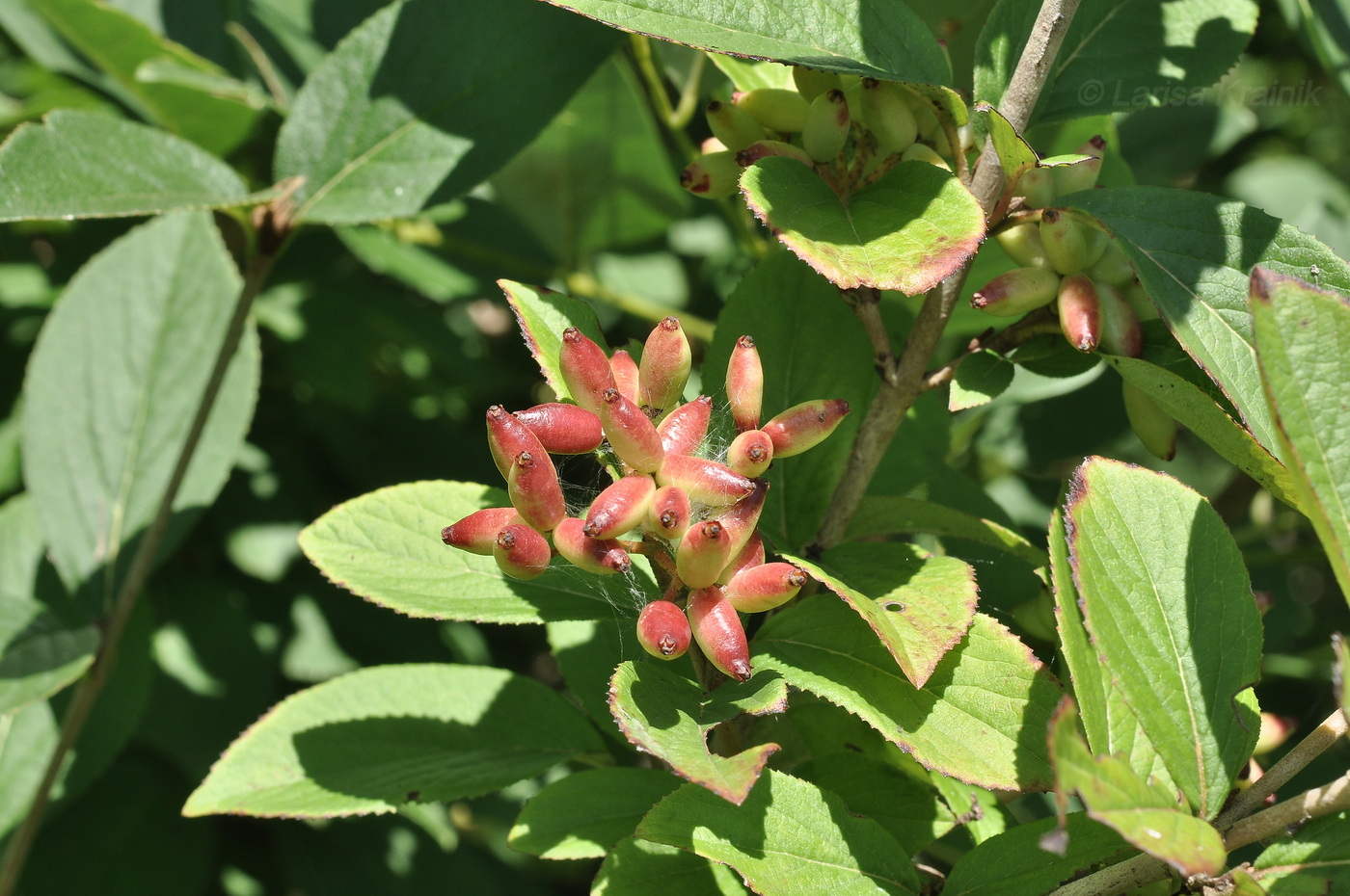 Image of Viburnum burejaeticum specimen.