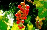 Vitis × alexanderi. Незрелое соплодие ('Изабелла'). Московская обл., Раменский р-н, окр. дер. Хрипань, садовый участок. 30.09.2026.