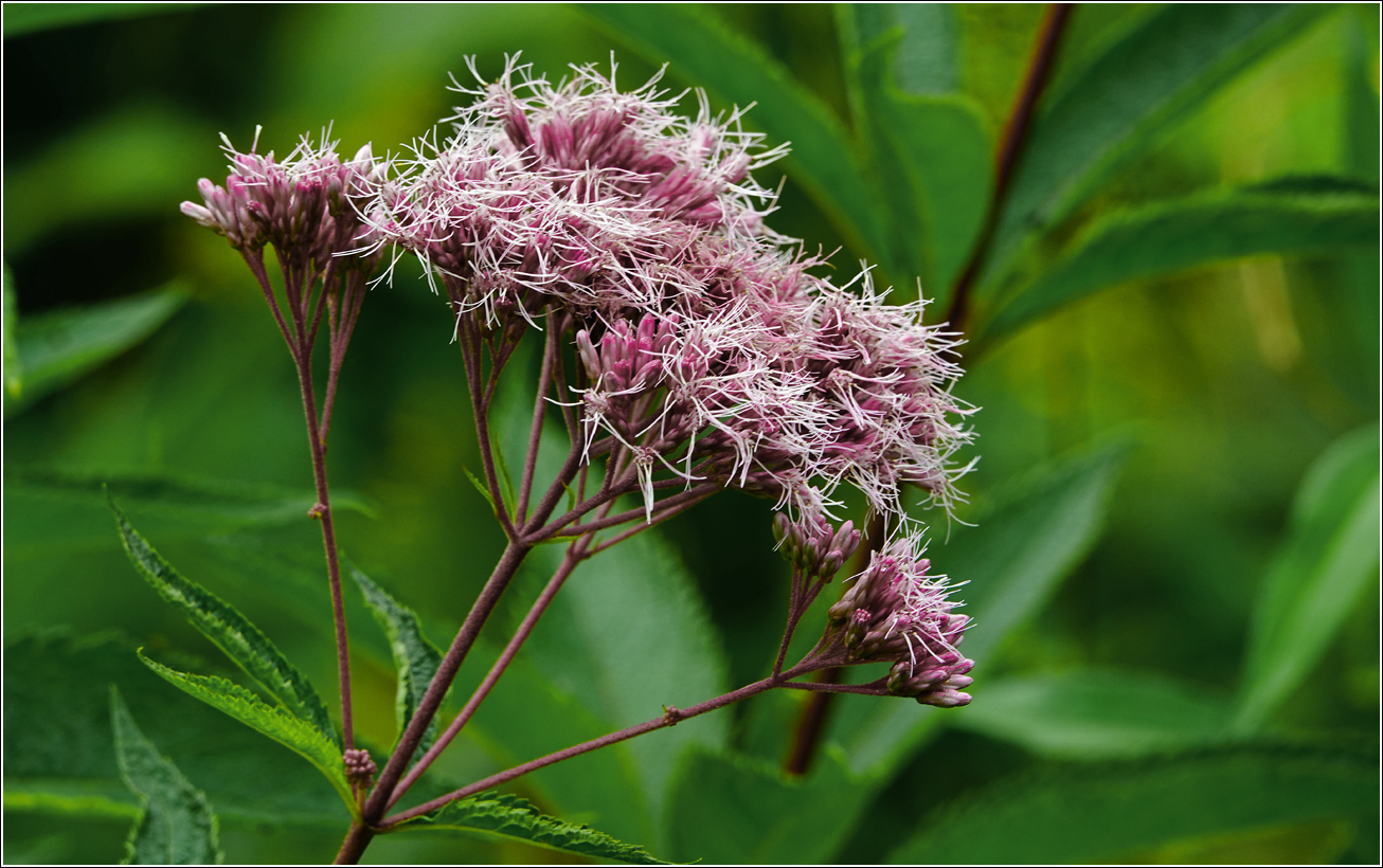 Image of Eupatorium purpureum specimen.