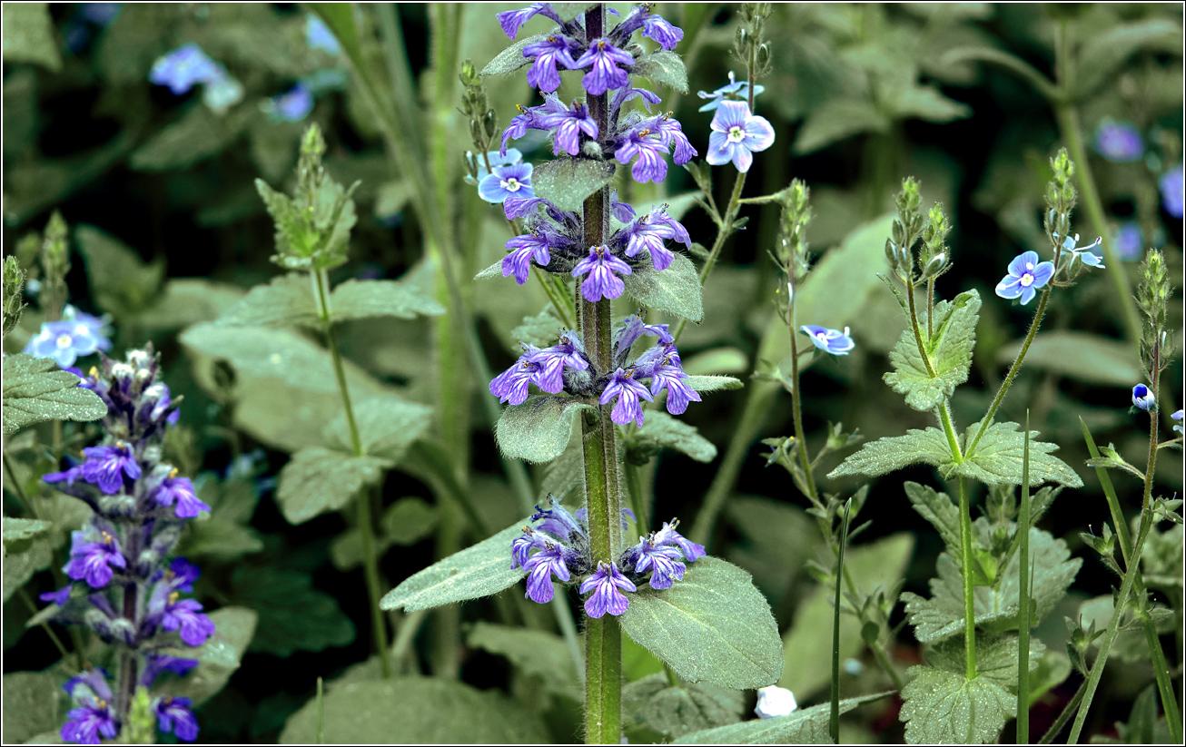 Изображение особи Ajuga reptans.