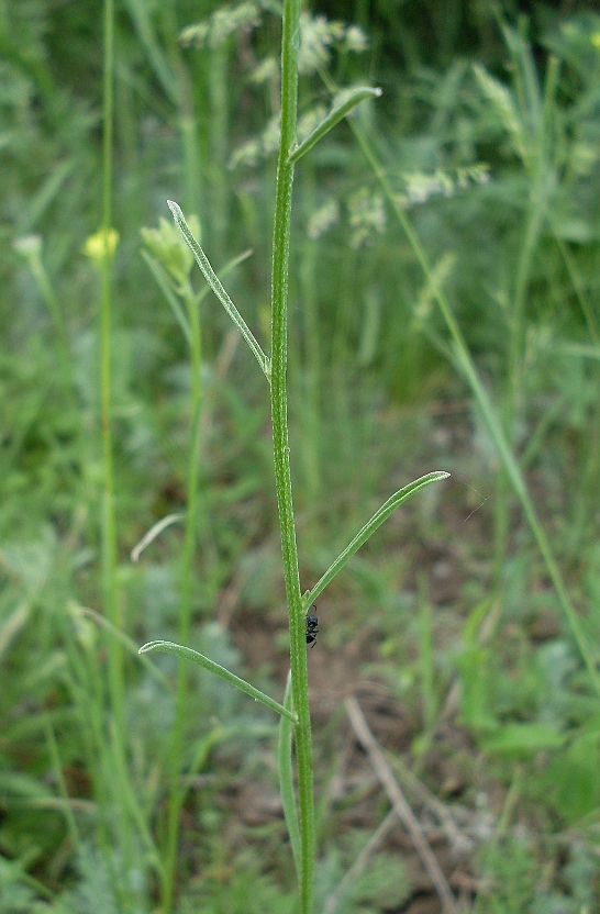 Image of Erysimum canescens specimen.