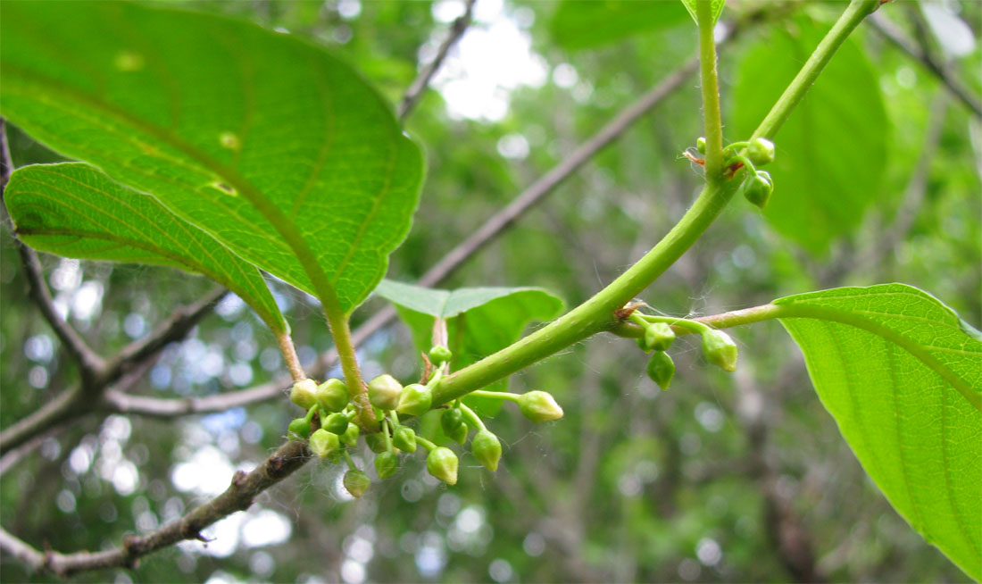 Image of Frangula alnus specimen.