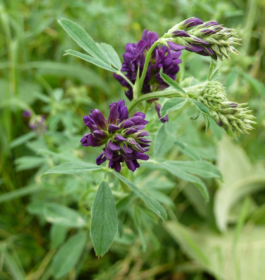 Изображение особи Medicago sativa.