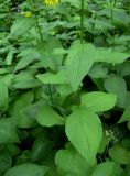 Doronicum austriacum. Средние части побегов. Москва, ГБС РАН. 17.06.2011.