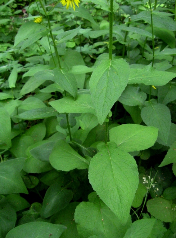 Image of Doronicum austriacum specimen.