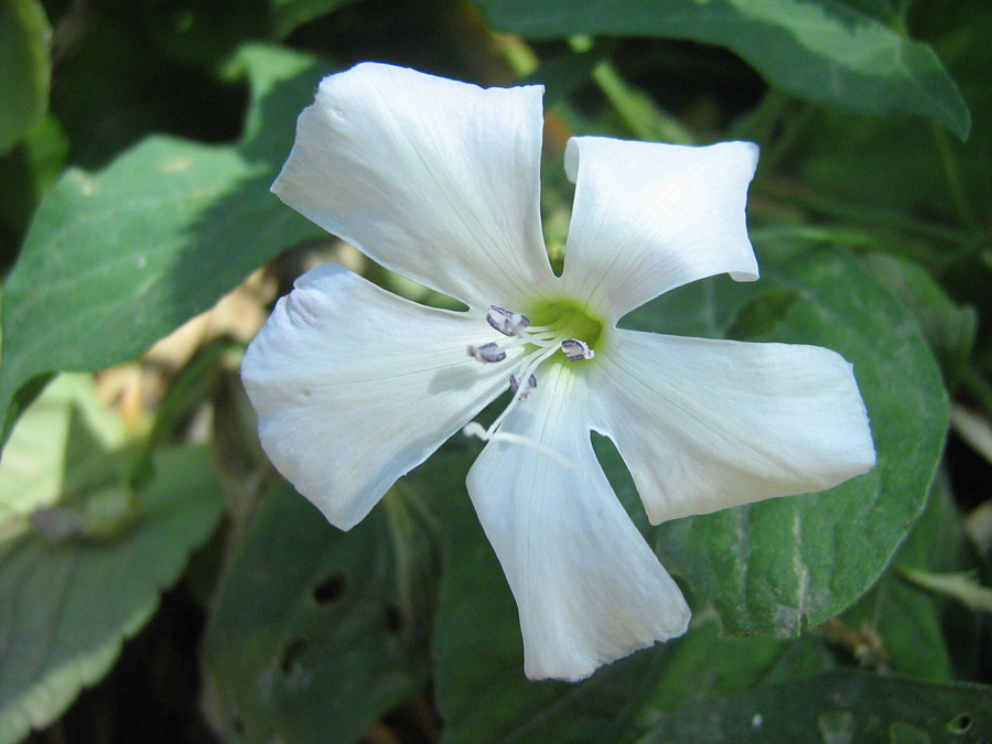 Изображение особи Convolvulus arvensis.