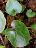 Asarum europaeum. Вегетирующие растения. Новосибирская обл., г. Новосибирск, дендропарк. 24 июля 2011 г.