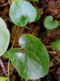 Asarum europaeum