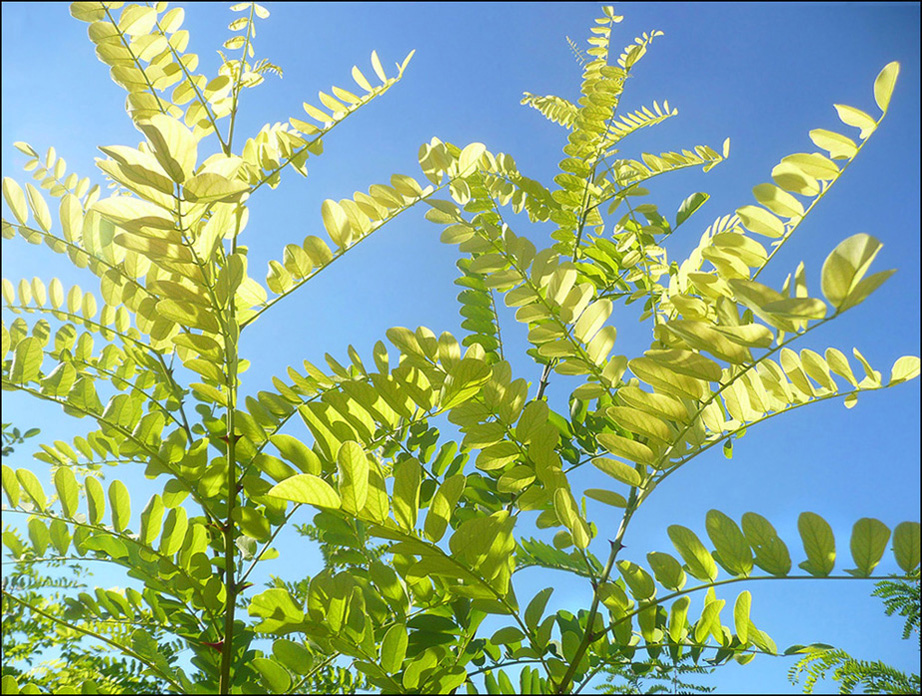 Изображение особи Robinia pseudoacacia.