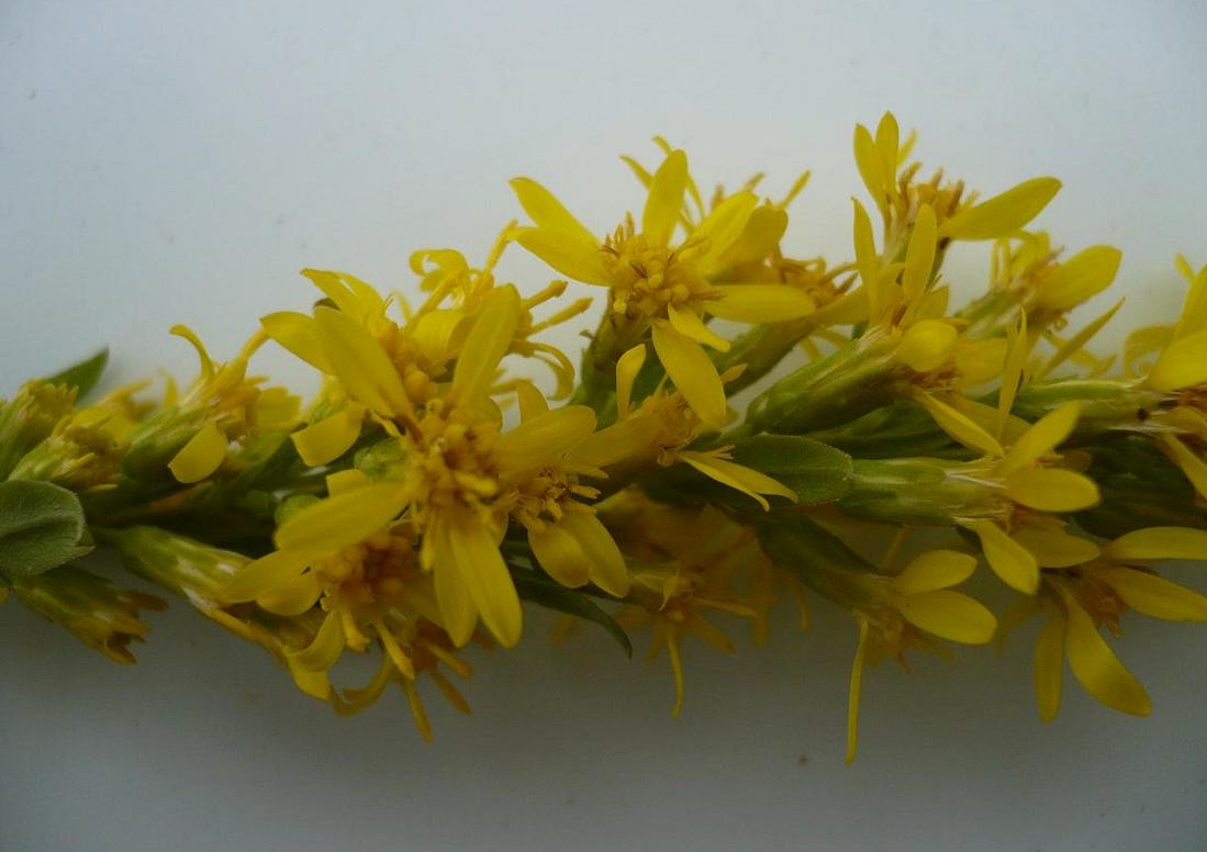 Image of Solidago virgaurea specimen.