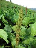 Rumex alpinus. Соцветие и листья (Rumex pseudoalpinus Hoefft) на горном лугу. Украина, Ивано-Франковская обл., Надворнянский р-н, природный заповедник \"Горганы\", Кливки. 17 июня 2011 г.