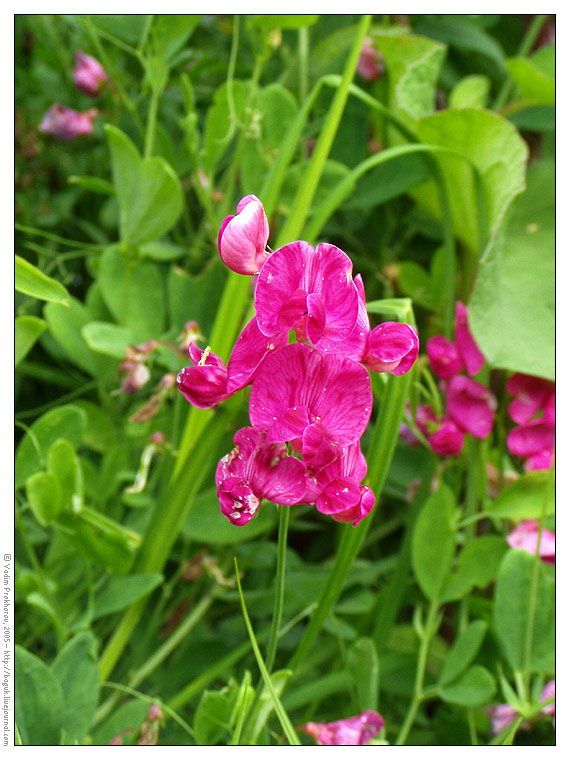 Изображение особи Lathyrus tuberosus.