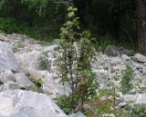 Ribes altissimum