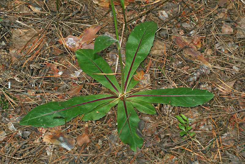 Изображение особи Trommsdorffia maculata.