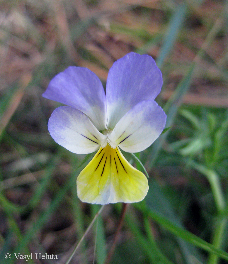Изображение особи Viola tricolor.