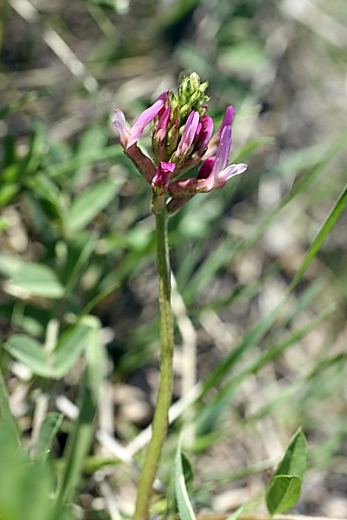 Изображение особи Astragalus platyphyllus.