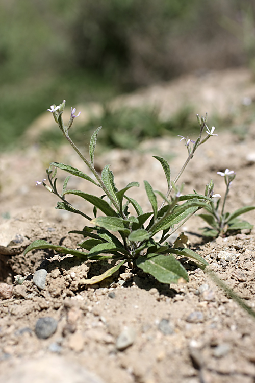 Image of Strigosella trichocarpa specimen.