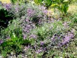 Stachys turcomanica. Цветущее растение. Копетдаг, Чули. Конец мая 2011 г.