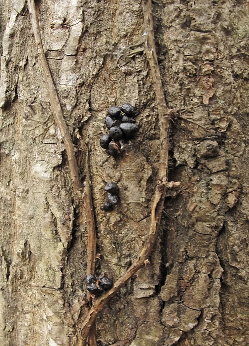 Image of Celastrus flagellaris specimen.