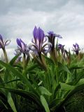 Iris scariosa. Цветущие растения. Волгоградская обл., побережье оз. Эльтон. 28.04.2006.