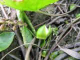 Nymphaea tetragona. Нераскрывшиеся бутоны в иле. Коми, окр. г. Сыктывкар, пос. Пычим, Пычимское озеро (карьер),пересыхающая часть водоема. 01.07.2011.