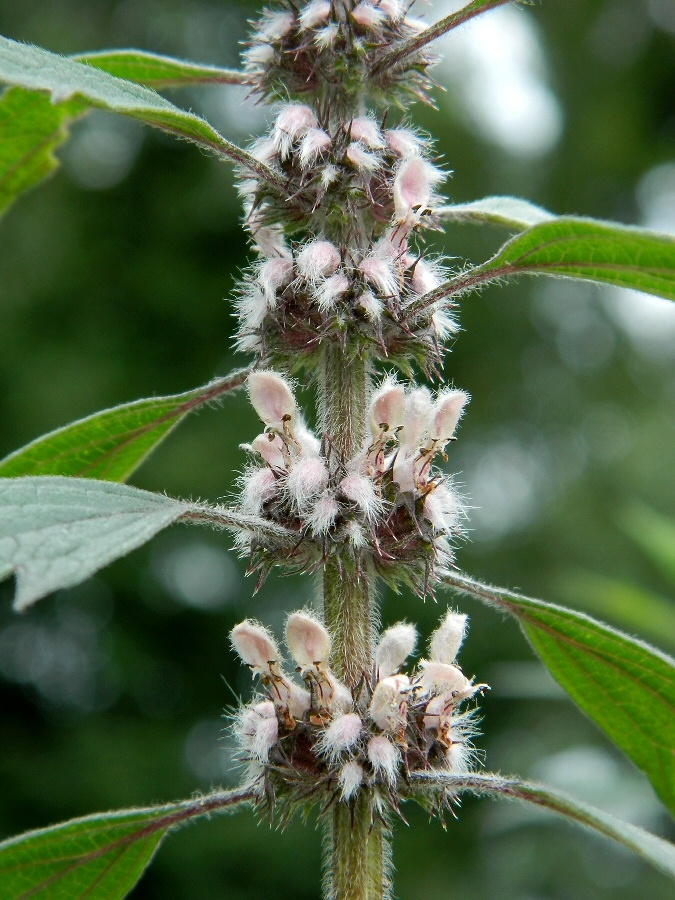 Изображение особи Leonurus quinquelobatus.