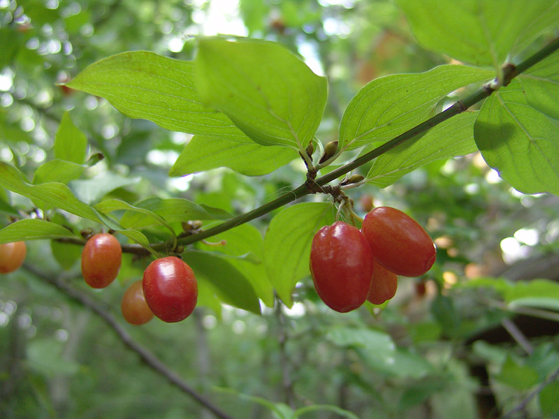 Изображение особи Cornus mas.