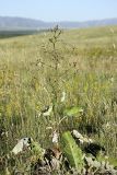 Cousinia umbrosa. Цветущее растение. Южный Казахстан, верховья Арыси. 21.06.2011.