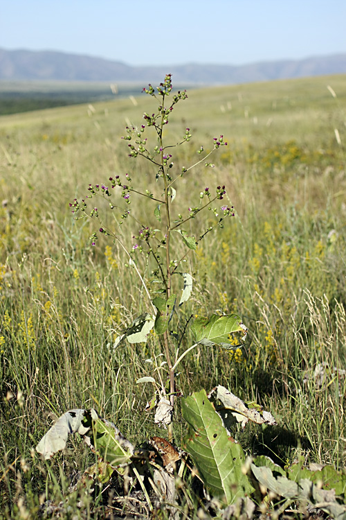 Изображение особи Cousinia umbrosa.