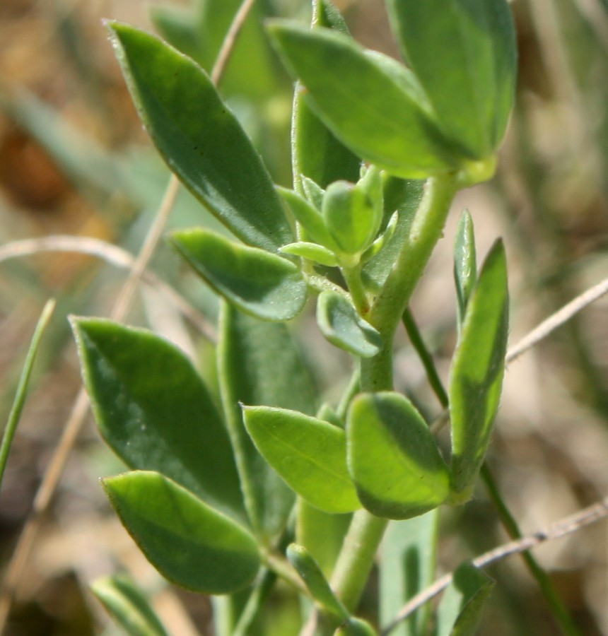 Image of Lotus elisabethae specimen.