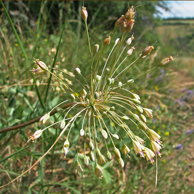 Изображение особи Allium paczoskianum.