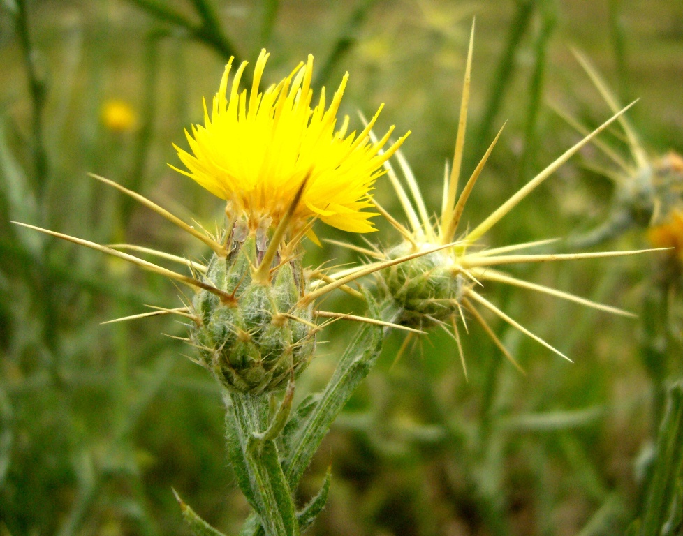 Image of Centaurea solstitialis specimen.