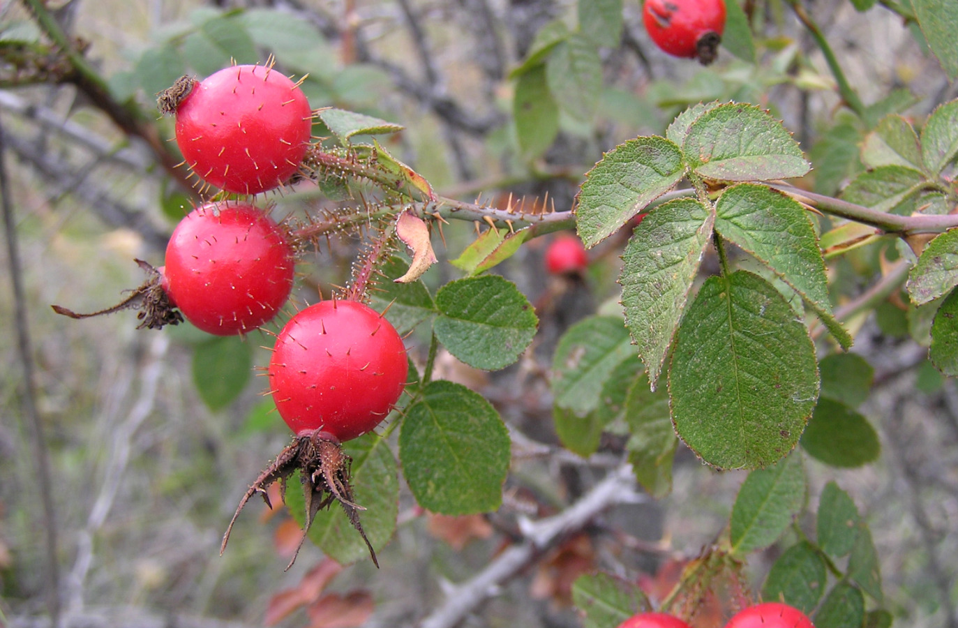 Изображение особи Rosa rubiginosa.