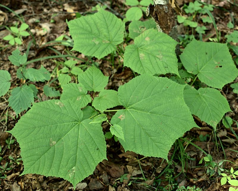 Image of Acer tegmentosum specimen.