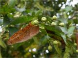 Tilia cordata. Соплодие. Смоленская обл., Смоленский р-н, пос. Каспля. 29.08.2011.