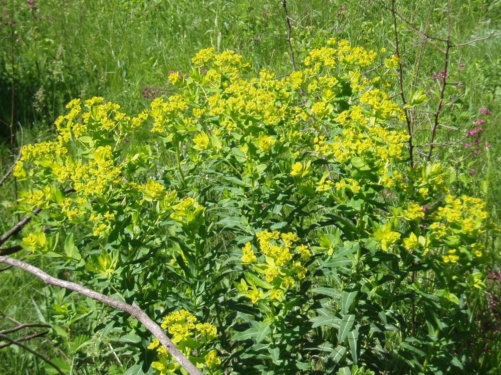 Изображение особи Euphorbia semivillosa.