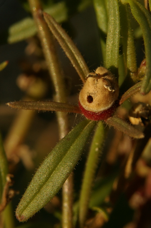 Image of Misopates orontium specimen.
