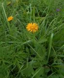 Inula orientalis