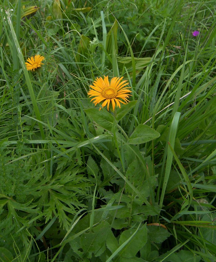 Image of Inula orientalis specimen.