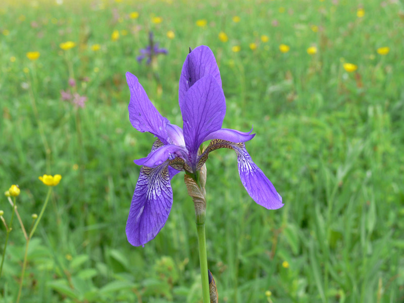 Изображение особи Iris sibirica.