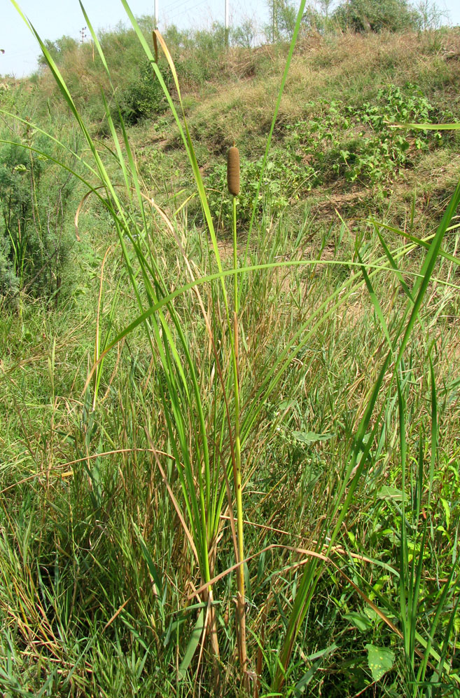 Изображение особи Typha elatior.