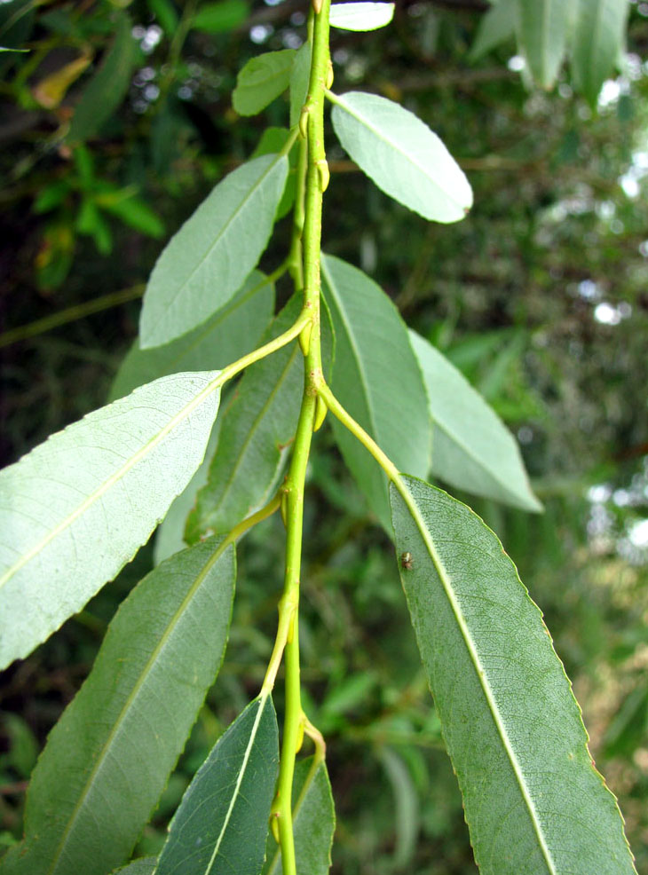 Image of Salix &times; alopecuroides specimen.