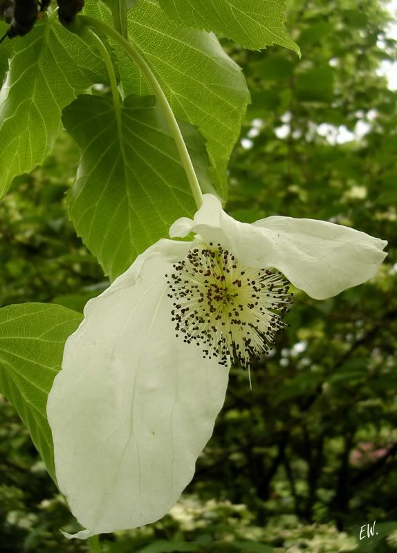 Image of Davidia involucrata specimen.