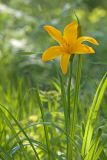 Hemerocallis middendorffii. Верхушка цветущего растения. Сахалин, Тымовский р-н, окр. с. Ясное, опушка смешанного леса. 30.06.2011.