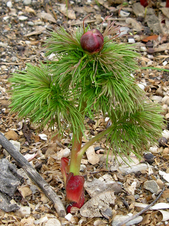 Image of Paeonia tenuifolia specimen.