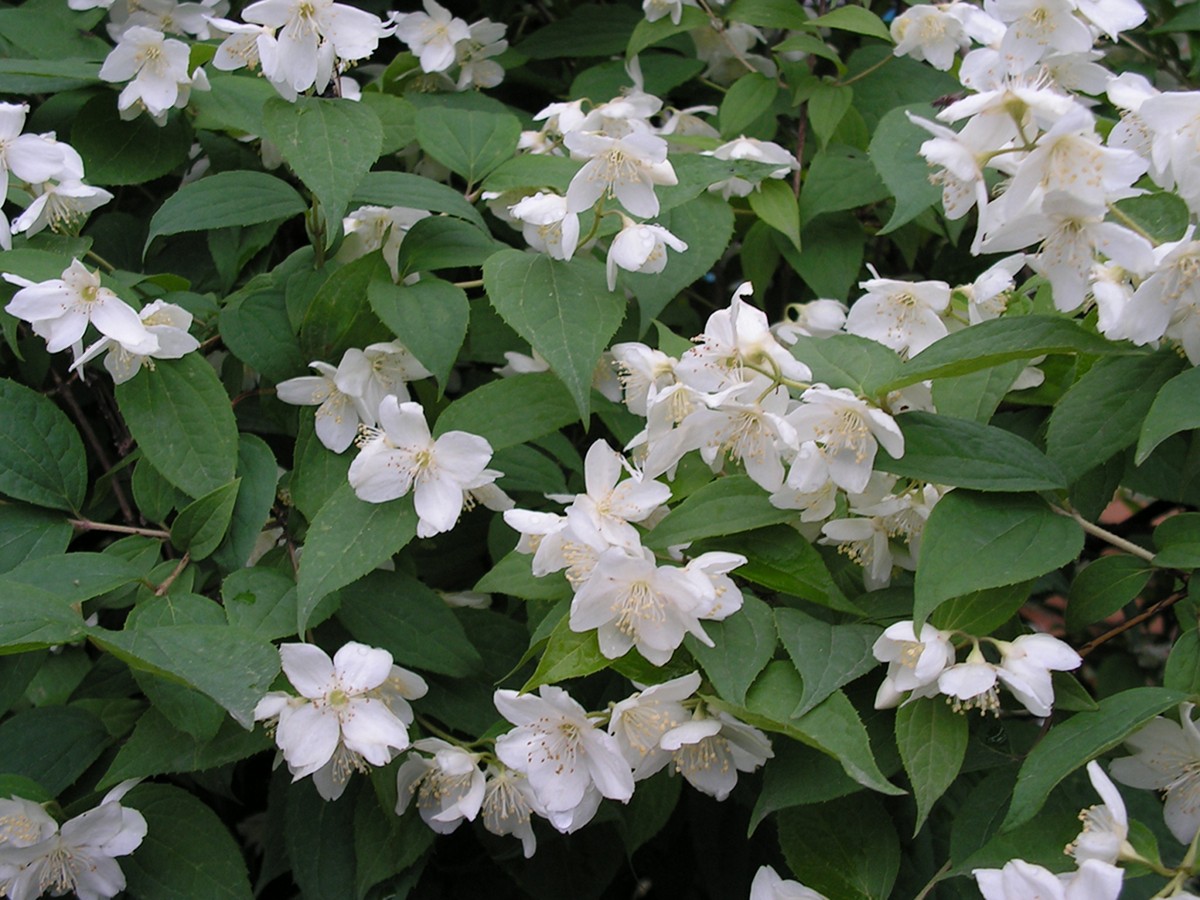 Image of Philadelphus tenuifolius specimen.