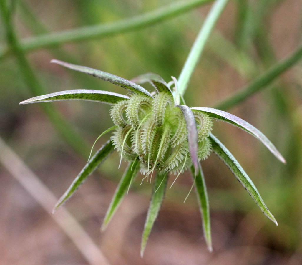 Image of Koelpinia macrantha specimen.