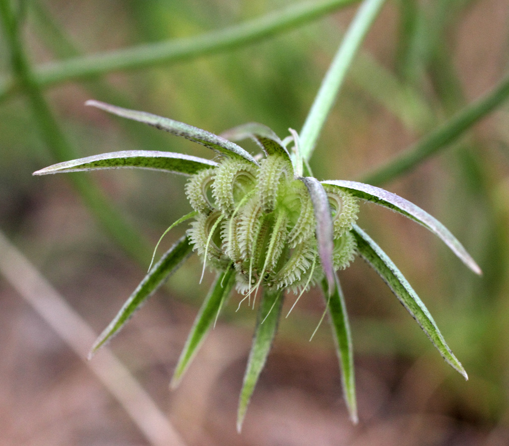 Изображение особи Koelpinia macrantha.