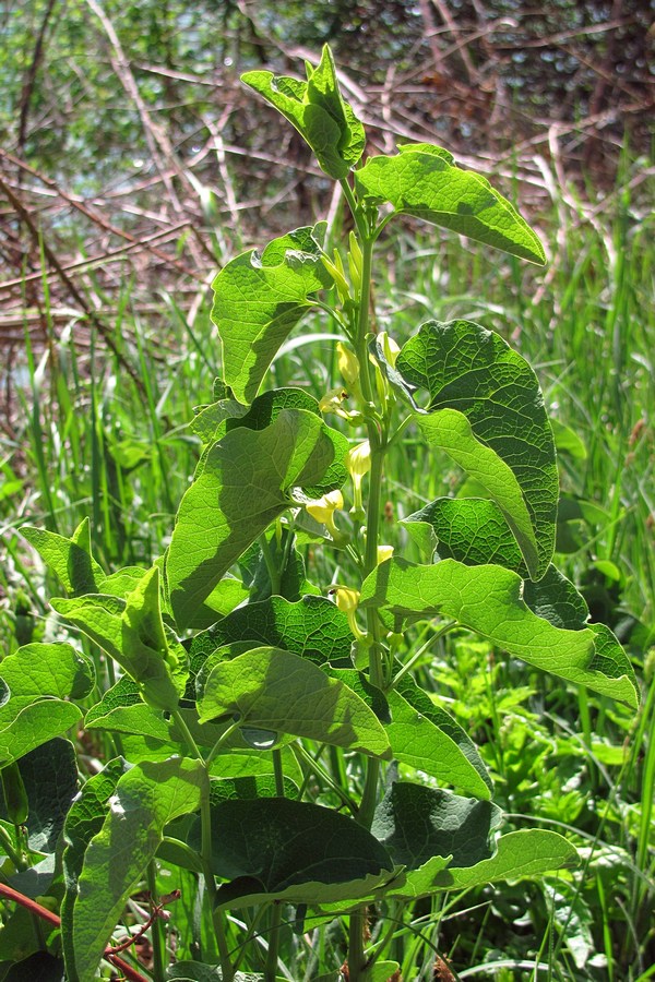 Изображение особи Aristolochia clematitis.