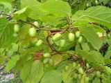 Actinidia kolomikta. Ветвь с плодами. Приморье, Дальнегорск, смешанный лес. 05.09.2006.